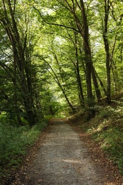 Yazın ormanda bir patika. Ağaçlar ve otlarla kaplı manzara