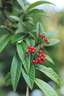 Cotoneaster frigidus, the tree cotoneaster in the autumn garden clipart