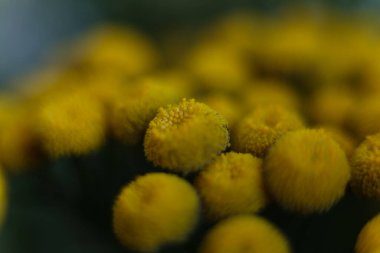 Sarı tansi yakın çekim makro fotoğrafçılığı, sığ alan derinliği