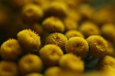 Sarı tansi yakın çekim makro fotoğrafçılığı, sığ alan derinliği