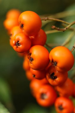 Sonbaharda bir dalda portakallı piranta dikenli böğürtlen. Seçici odak