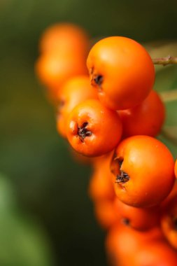 Sonbaharda bir dalda portakallı piranta dikenli böğürtlen. Seçici odak