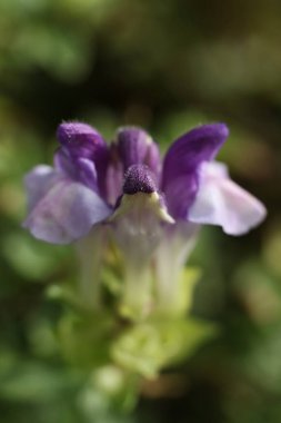 a close up of Scutellaria alpina, the alpine skullcap in the autumn garden clipart