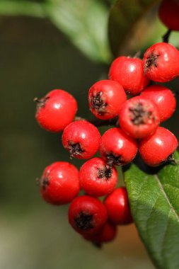 Cotoneaster frigidus, sonbahar bahçesindeki ağaç kronometresi.