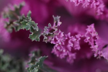 Süslü lahana, seçici odaklanma, sığ DOF