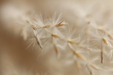 Kuru ot tohumları yakın çekim makro fotoğrafçılık. Doğa arkaplanı.