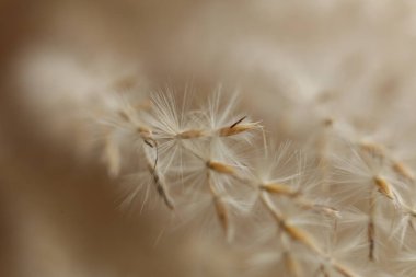 Kuru ot tohumları yakın çekim makro fotoğrafçılık. Doğa arkaplanı.