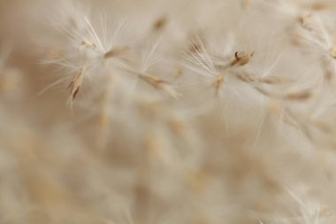 Kuru ot tohumları yakın çekim makro fotoğrafçılık. Doğa arkaplanı.