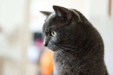 Bulanık arka planda sarı gözlü gri bir kedinin portresi.