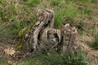 Çimenlerdeki yaşlı ağaç kütüğü, yakın plan, seçici odaklanma