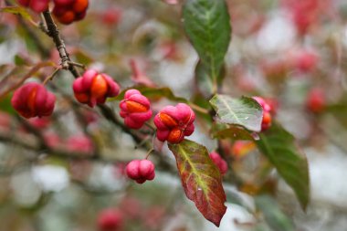 Dikenli çalıların meyveleri (Euonymus europaeus)