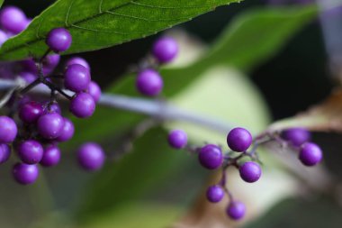 Close up of purple Callicarpa japonica, commonly known as East Asian beautyberry or Japanese beautyberry in the garden clipart