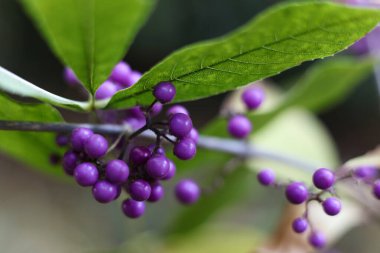 Close up of purple Callicarpa japonica, commonly known as East Asian beautyberry or Japanese beautyberry in the garden clipart