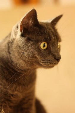 Altın ışıktaki bir İngiliz kedisinin portresi 