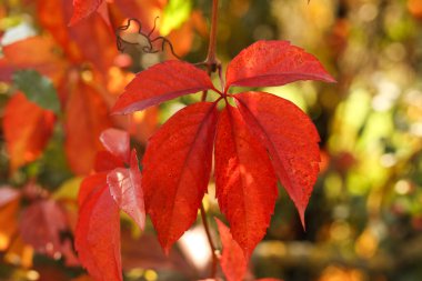 Parthenocissus quinquefolia 'nın kırmızı yaprakları, bilinen adıyla Virginia sürüngeni, Victoria Creeper, beş yapraklı sarmaşık, ya da beş parmaklı sarmaşık