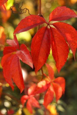 Parthenocissus quinquefolia 'nın kırmızı yaprakları, bilinen adıyla Virginia sürüngeni, Victoria Creeper, beş yapraklı sarmaşık, ya da beş parmaklı sarmaşık