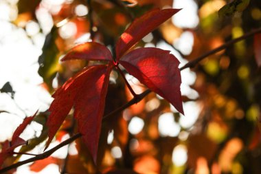 Parthenocissus quinquefolia 'nın kırmızı yaprakları, bilinen adıyla Virginia sürüngeni, Victoria Creeper, beş yapraklı sarmaşık, ya da beş parmaklı sarmaşık