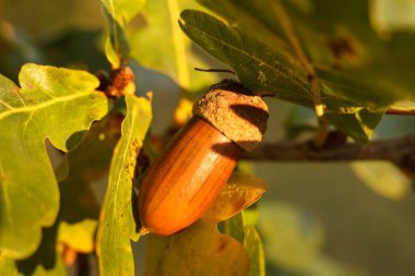 Sonbaharda bir ağaç dalındaki meşe palamudu, yakın plan..