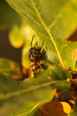 A wasp on a green oak leaf. Macro. Shallow depth of field clipart