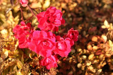 Güneşli bir sonbahar gününde bahçede kuru güller, yakın plan.