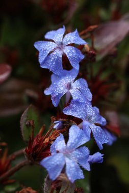 Mavi Ceratostigma, ya da Leadwort, taç yapraklarına çiy damlaları damlayan bir çiçek.