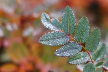 Sonbahar gülü yaprakları yağmurdan sonra bahçede. Sığ DOF