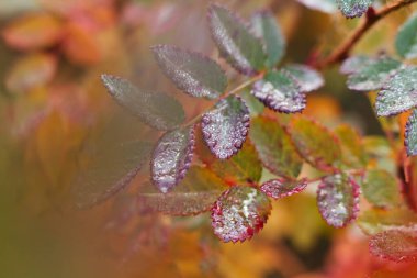 Sonbahar gülü yaprakları yağmurdan sonra bahçede. Sığ DOF