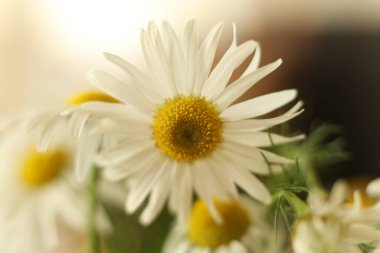 Yeşil arka planda papatya çiçeği. seçici odak