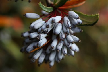 a macro of autumn Berberis julianae, the wintergreen barberry or Chinese barberry in the garden clipart