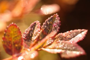  Sonbahar gülü yaprakları yağmurdan sonra bahçede. Sığ DOF