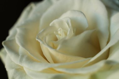 Beyaz gül yaklaş. Makro atış. Sığ alan derinliği.