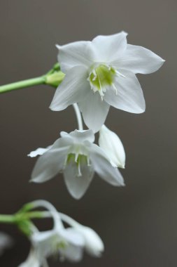 Urceolina amazonica 'nın beyaz çiçekleri, eski adıyla Eucharis amazonica, yakın planda, koyu bir arka planda.