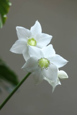 Urceolina amazonica 'nın beyaz çiçekleri, eski adıyla Eucharis amazonica, yakın planda, koyu bir arka planda.