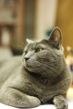 Güzel gri kedi masanın üzerinde yatıyor, portreyi yakından çek.