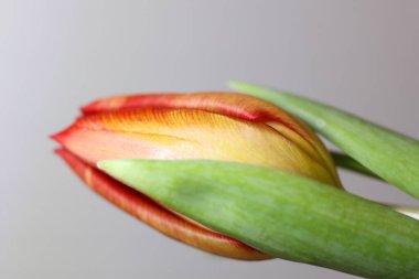 Gri arka planda güzel bir lale çiçeği, yakın plan. Metin için boşluk