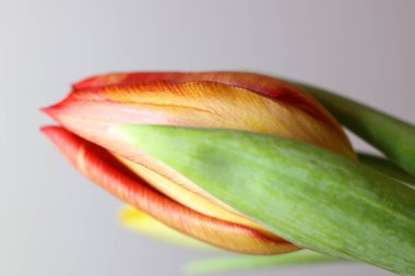 Gri arka planda güzel bir lale çiçeği, yakın plan. Metin için boşluk