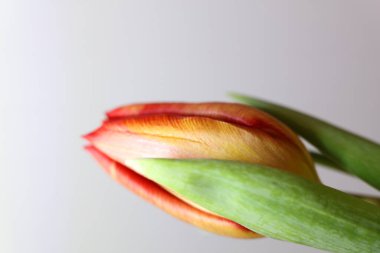 Gri arka planda güzel bir lale çiçeği, yakın plan. Metin için boşluk