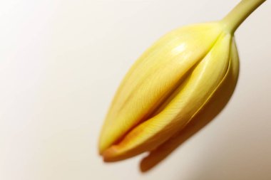 Beyaz arka planda sarı lale. Sığ alan derinliği.