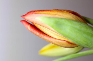 Gri arka planda güzel bir lale çiçeği, yakın plan. Metin için boşluk