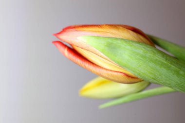 Gri arka planda güzel bir lale çiçeği, yakın plan. Metin için boşluk