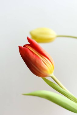 Beyaz arka planda renkli laleler, yakın plan. Bahar çiçekleri