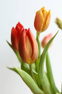 Beyaz arka planda renkli laleler, yakın plan. Bahar çiçekleri