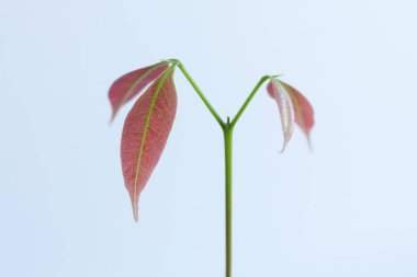 Beyaz arka planda bir liçi bitkisinin yaprakları