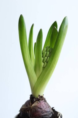 Beyaz arka planda sümbül. Bahar.