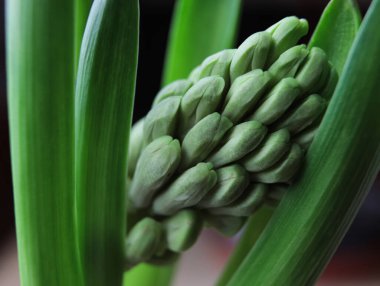 Sümbül çiçeği tomurcuğu yakın, seçici odak, sığ DOF.