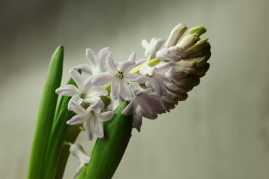 Hafif bir arkaplanda çiçek açan Hyacinthus Orientalis