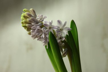 Hafif bir arkaplanda çiçek açan Hyacinthus Orientalis