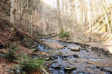 Kışın bir ormanda akarsu. Peyzaj.
