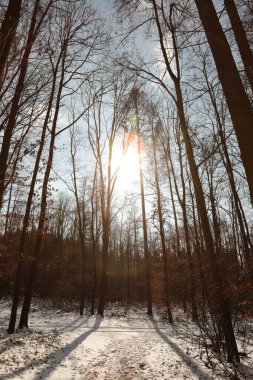 Ormanda karlı bir yol. Güneşli bir günde kar ve ağaçlarla kaplı kış manzarası