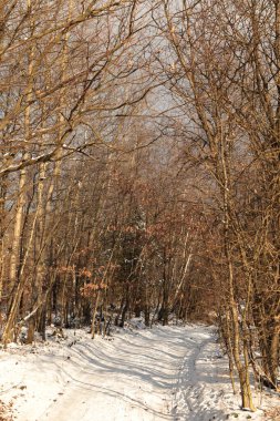 Ormanda karlı bir yol. Güneşli bir günde kar ve ağaçlarla kaplı kış manzarası